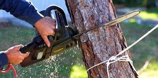 How Our Tree Care Process Works  in Pioneer, OH